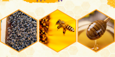 Apiculture – projet Ruche