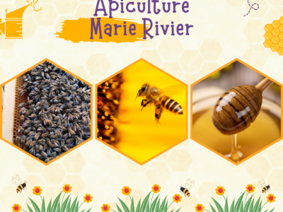 Apiculture – projet Ruche