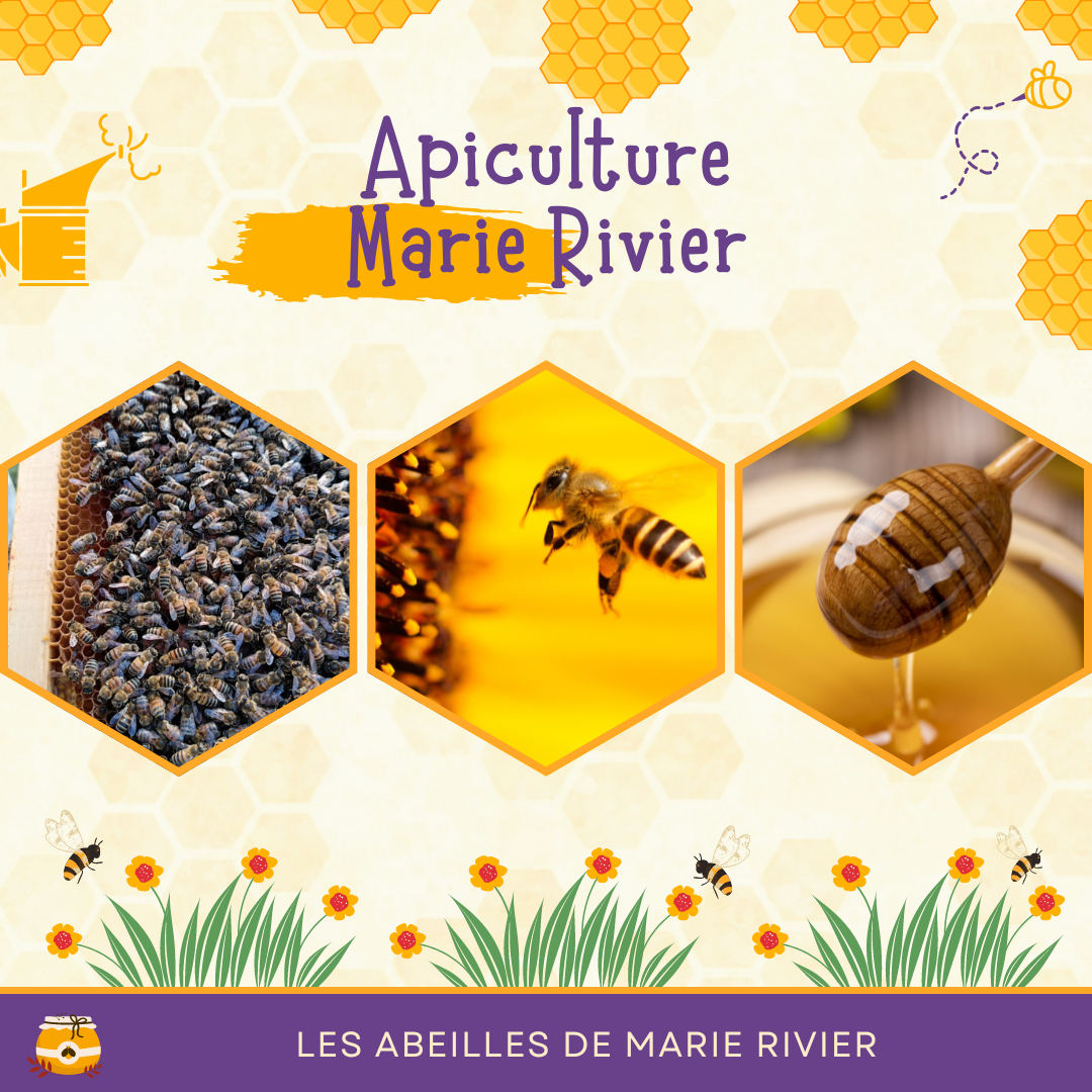 You are currently viewing Apiculture – projet Ruche